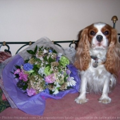 Photo de Cavalier king charles spaniel