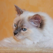 Photo de Ragdoll