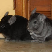 Photo de Chinchilla