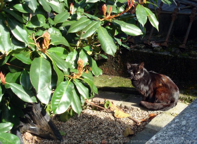 Photo de Chat domestique