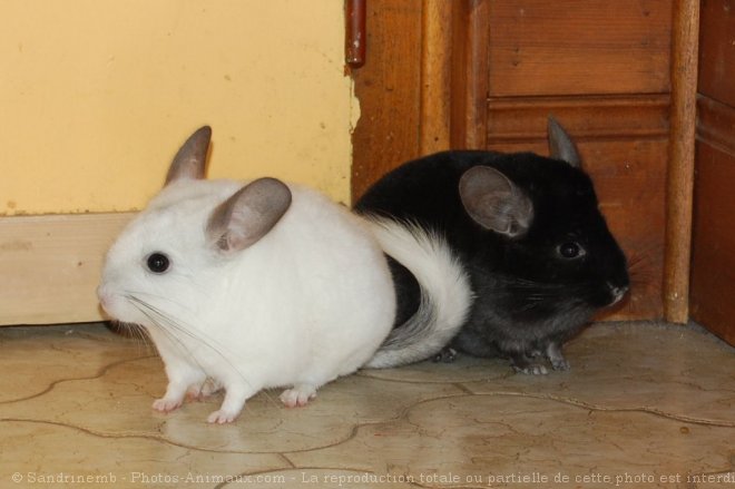 Photo de Chinchilla