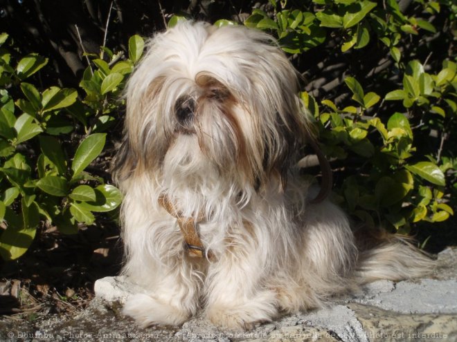 Photo de Shih tzu