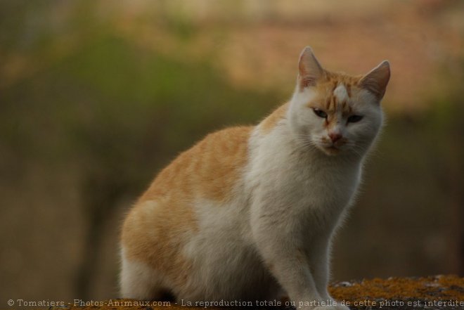 Photo de Chat domestique