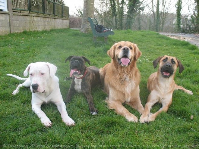 Photo de Berger belge malinois