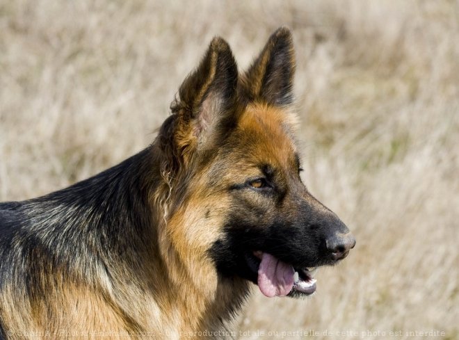 Photo de Berger allemand  poil court