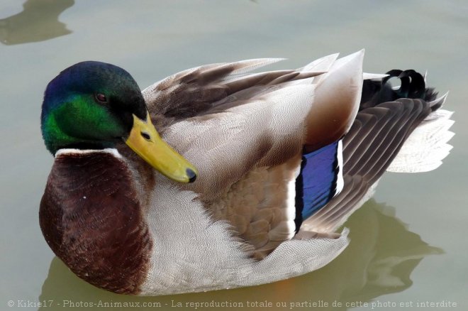 Photo de Canard