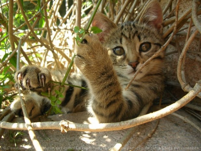 Photo de Chat domestique