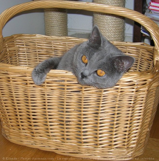 Photo de Chartreux