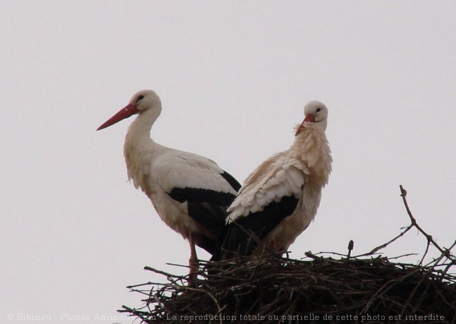 Photo de Cigogne