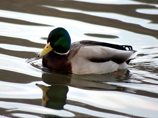 Photo de Canard colvert