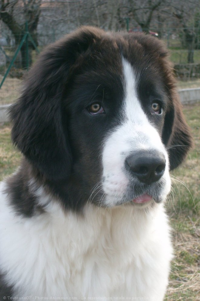 Photo de Landseer (type continental europen)