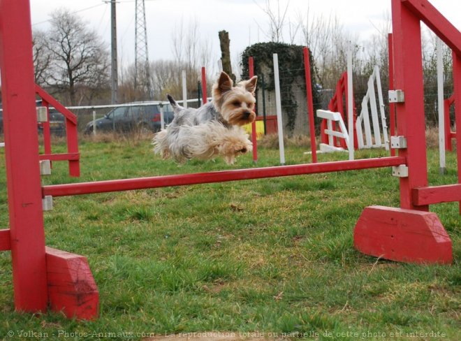 Photo de Yorkshire terrier