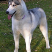 Photo de Husky siberien