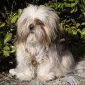 Photo de Shih tzu