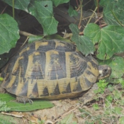 Photo de Tortue