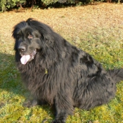 Photo de Chien de terre-neuve