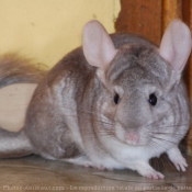 Photo de Chinchilla