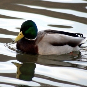 Photo de Canard colvert