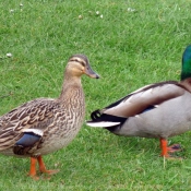 Photo de Canard colvert