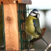 Photo de Msange bleue