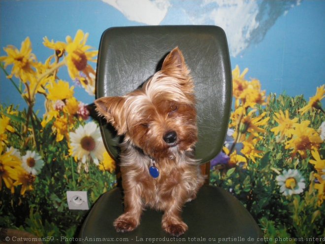 Photo de Yorkshire terrier