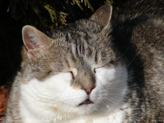 Photo de Chat domestique