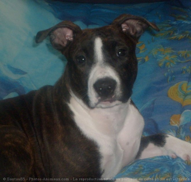 Photo d'American staffordshire terrier