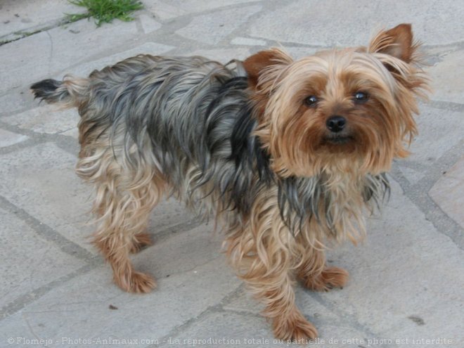 Photo de Yorkshire terrier