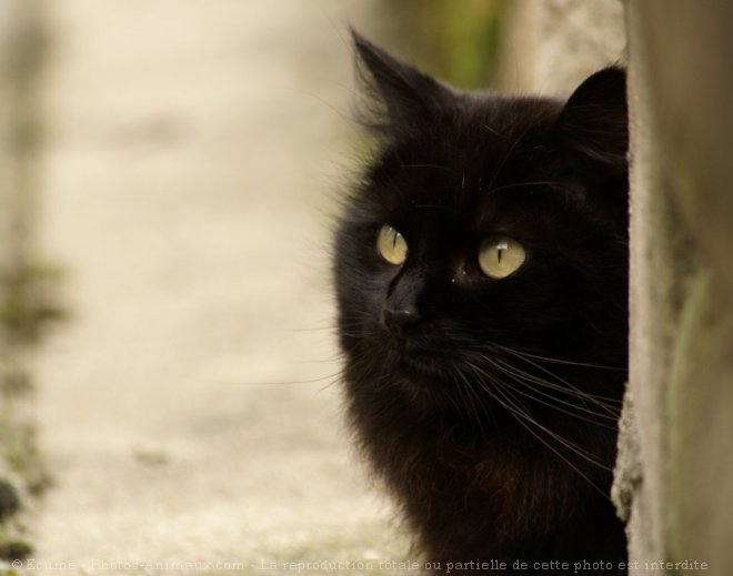 Photo de Chat domestique