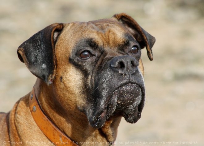 Photo de Boxer