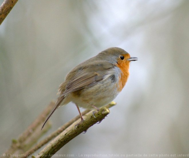 Photo de Rouge gorge