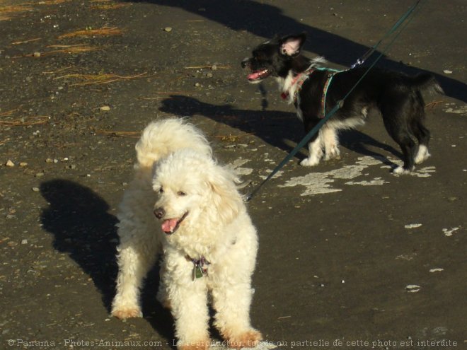 Photo de Races diffrentes