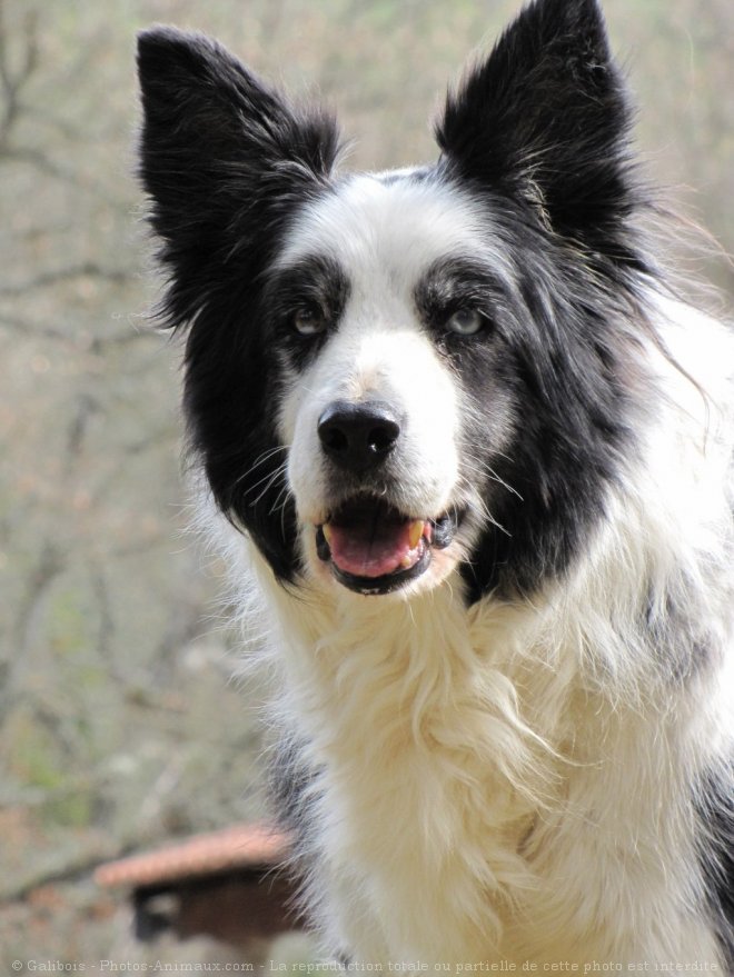 Photo de Border collie