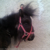 Photo de Poney (toutes races)