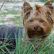 Photo de Yorkshire terrier