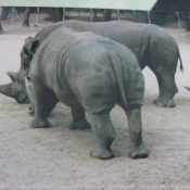 Photo de Rhinocros