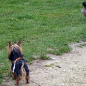 Photo de Yorkshire terrier