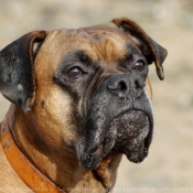 Photo de Boxer