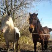 Photo de Races diffrentes