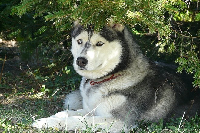 Photo de Husky siberien