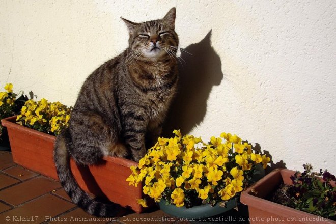 Photo de Chat domestique