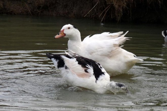 Photo de Canard