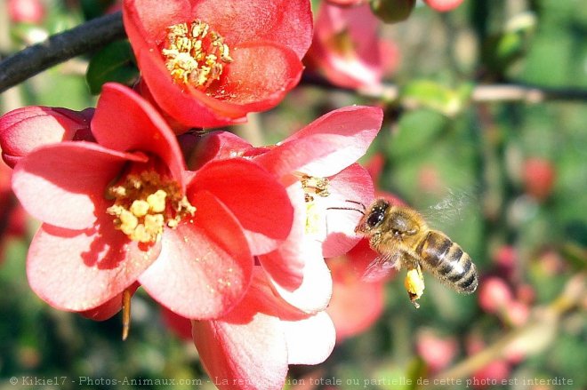 Photo d'Abeille