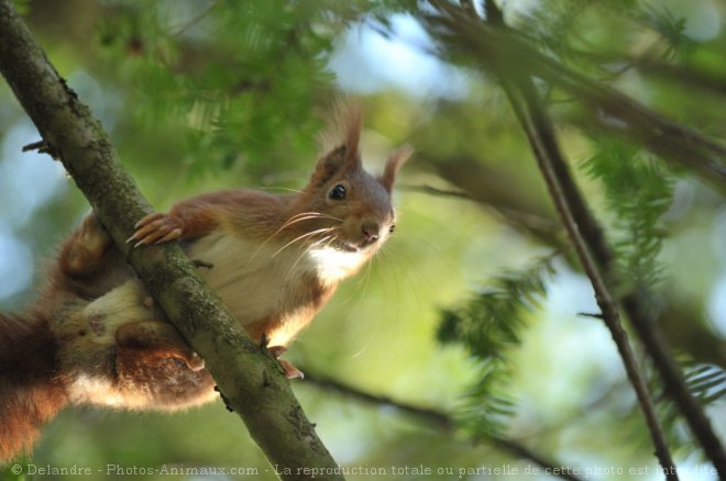 Photo d'Ecureuil