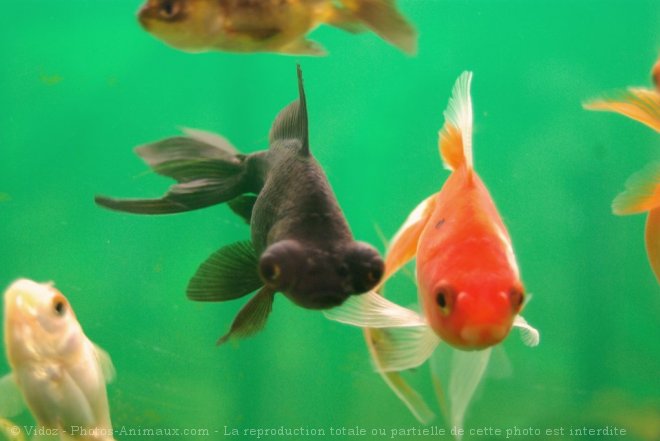 Photo de Poissons rouges