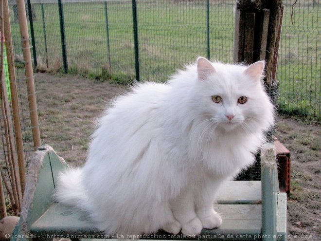 Photo d'Angora turc