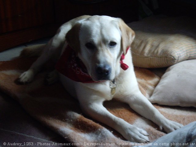 Photo de Labrador retriever