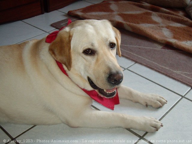 Photo de Labrador retriever