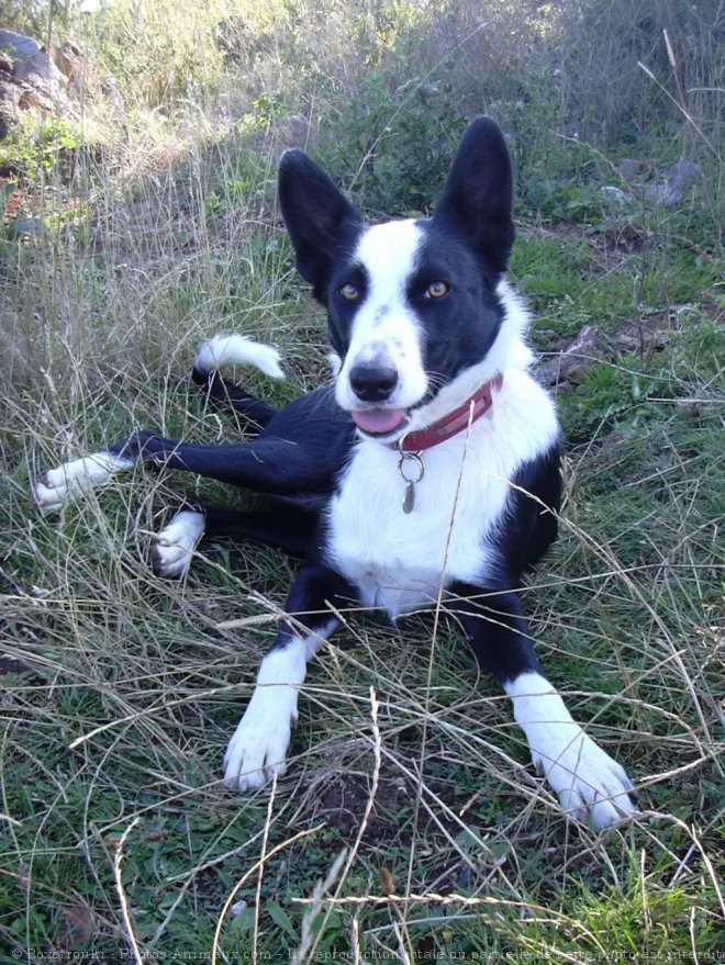 Photo de Border collie