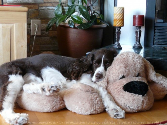 Photo d'English springer spaniel